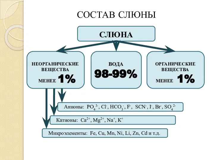 СОСТАВ СЛЮНЫ