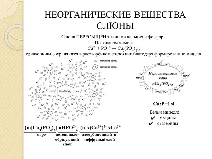 НЕОРГАНИЧЕСКИЕ ВЕЩЕСТВА СЛЮНЫ Слюна ПЕРЕСЫЩЕНА ионами кальция и фосфора. По законам