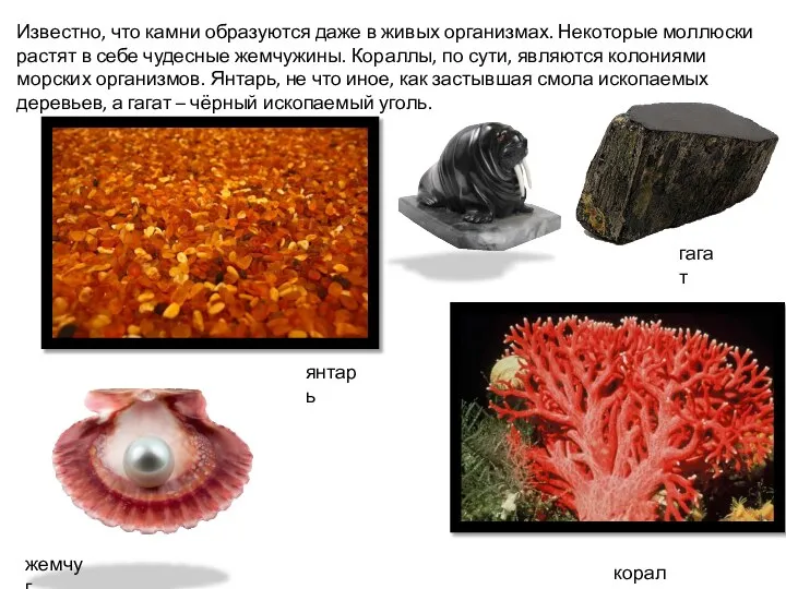 Известно, что камни образуются даже в живых организмах. Некоторые моллюски растят