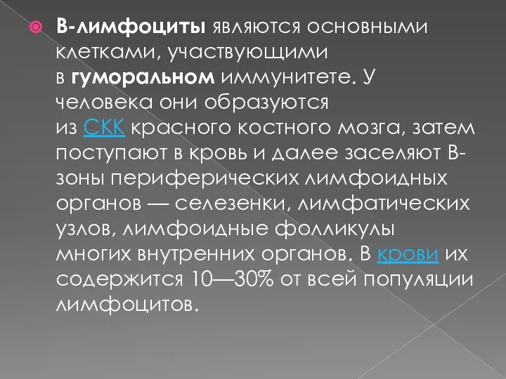 В-лимфоциты являются основными клетками, участвующими в гуморальном иммунитете. У человека они