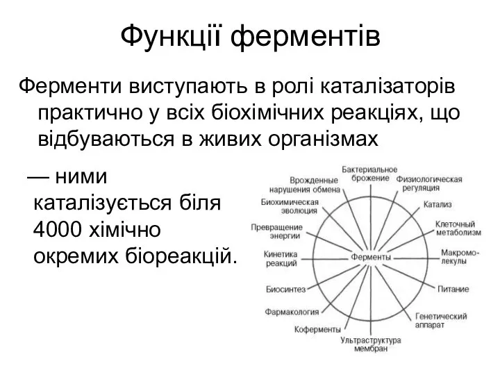 Функції ферментів Ферменти виступають в ролі каталізаторів практично у всіх біохімічних