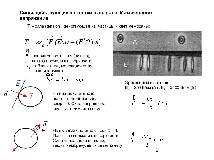 T – сила (tension), действующая на частицы и клет мембраны: E