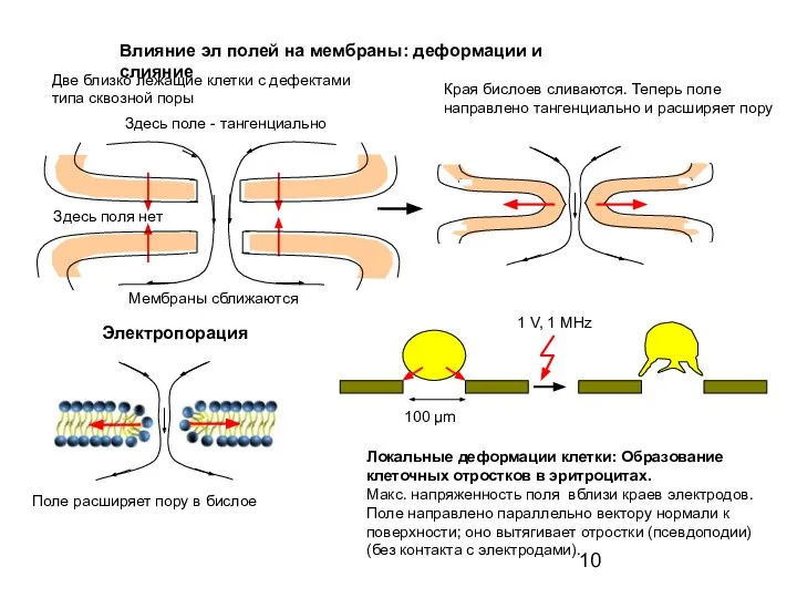 Влияние эл полей на мембраны: деформации и слияние Поле расширяет пору