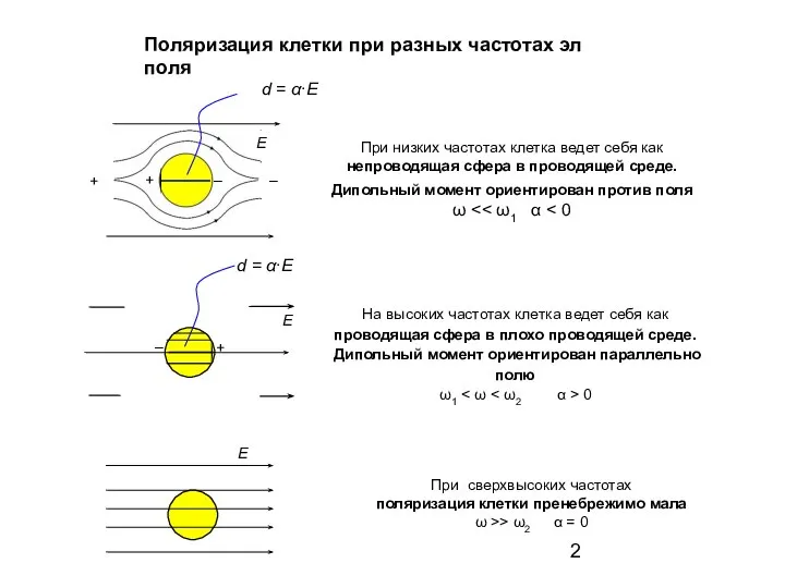 Поляризация клетки при разных частотах эл поля E E E При