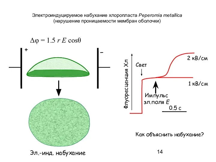 Электроиндуцируемое набухание хлоропласта Peperomia metallica (нарушение проницаемости мембран оболочки) + −