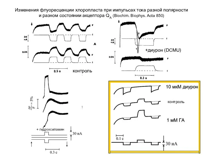 контроль +диурон (DCMU) Изменения флуоресценции хлоропласта при импульсах тока разной полярности