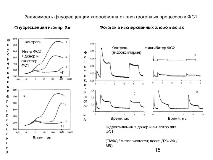 Зависимость флуоресценции хлорофилла от электрогенных процессов в ФС1 Флуоресценция изолир. Хп