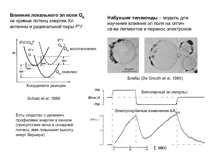 Координата реакции QA окислен QA восстановлен Schatz et al. 1988 [P(Chl)N]*