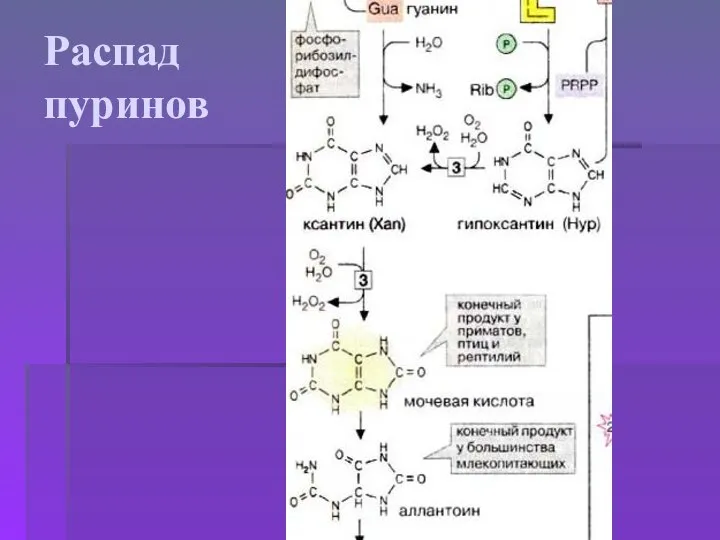 Распад пуринов