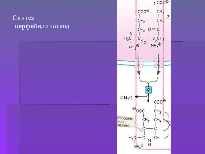Синтез порфобилиногена
