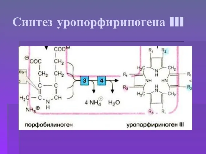 Синтез уропорфириногена III