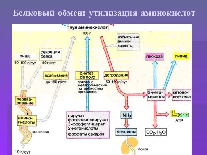 Белковый обмен: утилизация аминокислот