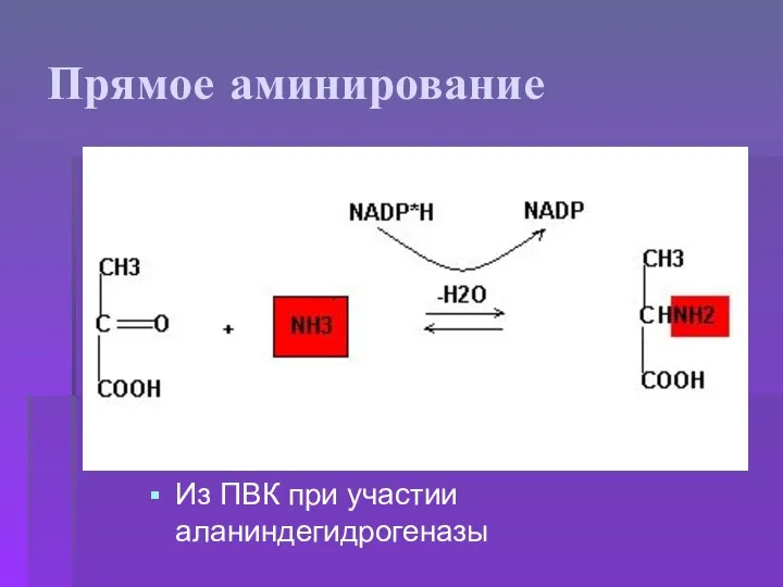 Прямое аминирование Из ПВК при участии аланиндегидрогеназы