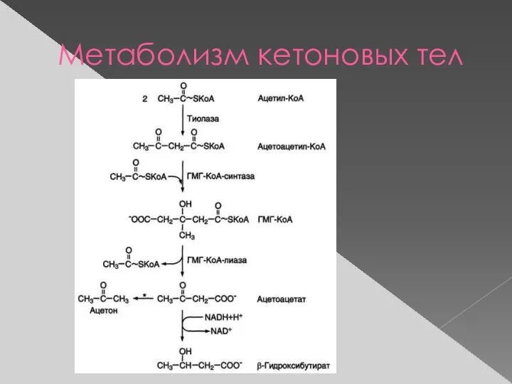 Метаболизм кетоновых тел