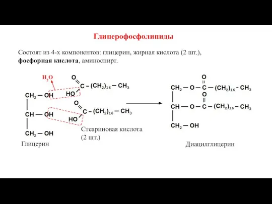 Глицерофосфолипиды Состоят из 4-х компонентов: глицерин, жирная кислота (2 шт.), фосфорная