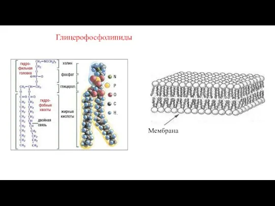 Глицерофосфолипиды Мембрана