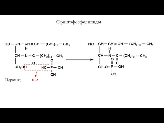 Церамид Н2О Сфингофосфолипиды