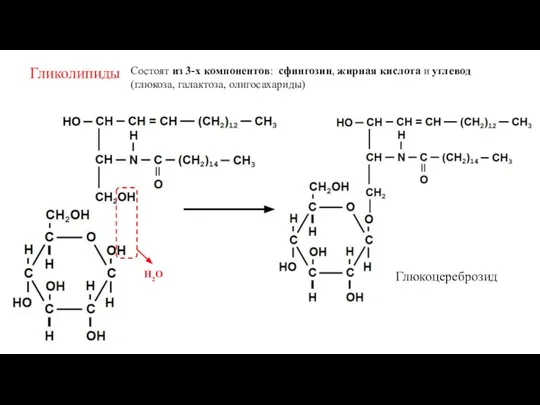 Гликолипиды Состоят из 3-х компонентов: сфингозин, жирная кислота и углевод (глюкоза, галактоза, олигосахариды) Н2О Глюкоцереброзид