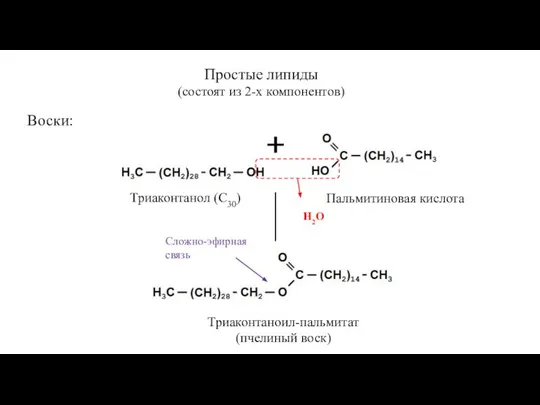 Простые липиды (состоят из 2-х компонентов) Воски: Триаконтанол (С30) Пальмитиновая кислота