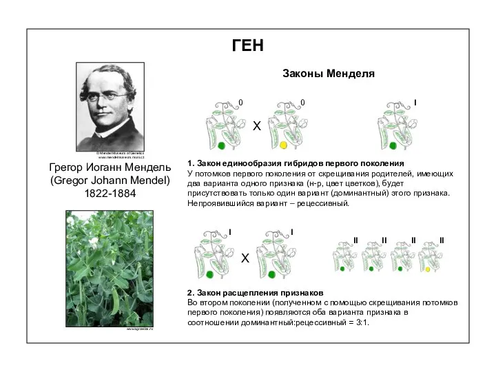 ГЕН Законы Менделя 1. Закон единообразия гибридов первого поколения У потомков