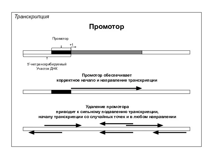 Транскрипция Промотор +1 5’-нетранскрибируемый Участок ДНК Промотор Промотор обеспечивает корректное начало