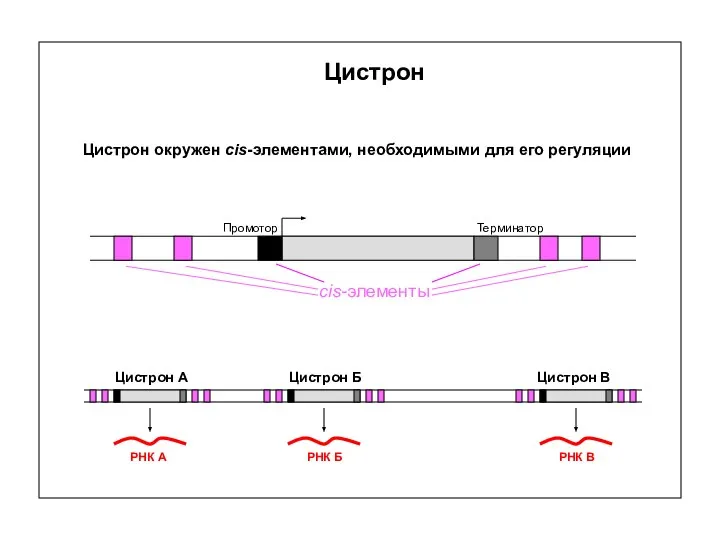 Цистрон Промотор Терминатор cis-элементы РНК А РНК Б РНК В Цистрон