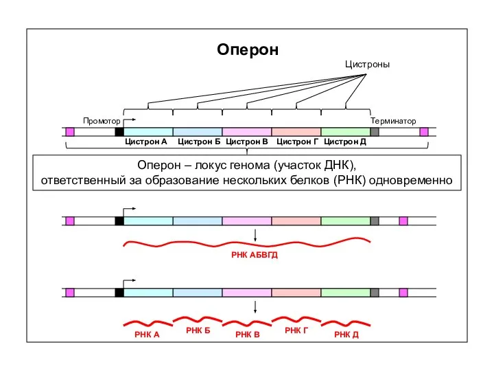 Оперон Оперон – локус генома (участок ДНК), ответственный за образование нескольких