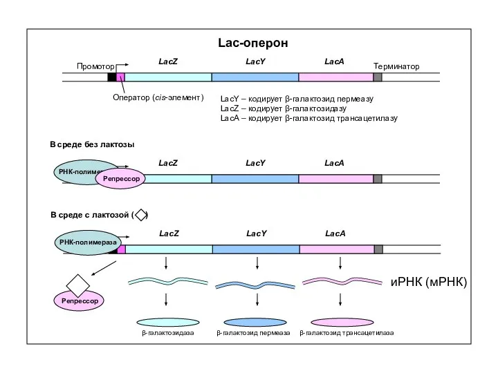 Lac-оперон Промотор Терминатор Оператор (cis-элемент) LacZ LacY LacA LacY – кодирует
