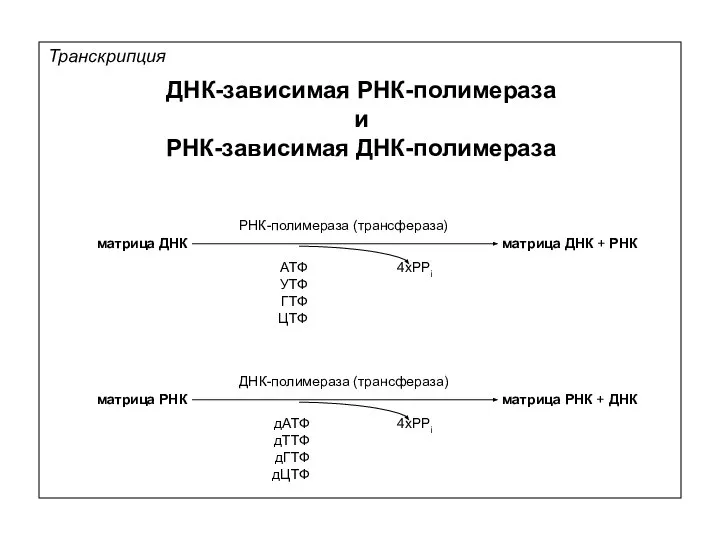 Транскрипция АТФ УТФ ГТФ ЦТФ матрица ДНК матрица ДНК + РНК