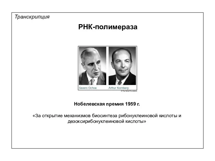 Транскрипция РНК-полимераза Нобелевская премия 1959 г. «За открытие механизмов биосинтеза рибонуклеиновой