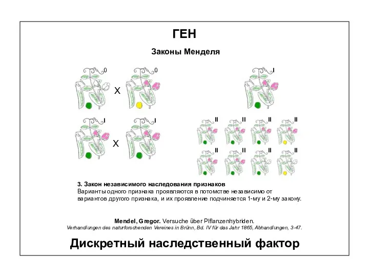 ГЕН Законы Менделя 3. Закон независимого наследования признаков Варианты одного признака