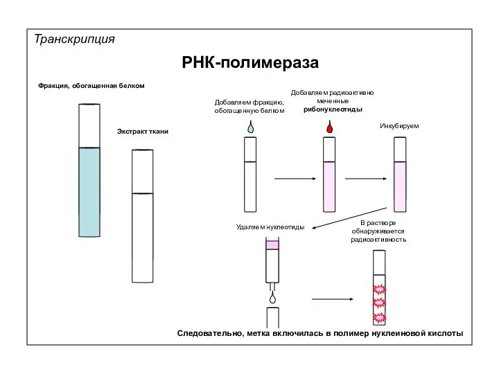 Транскрипция РНК-полимераза Фракция, обогащенная белком Экстракт ткани Добавляем фракцию, обогащенную белком