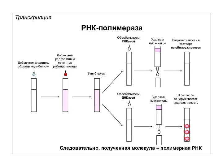 Удаляем нуклеотиды Транскрипция РНК-полимераза Добавляем фракцию, обогащенную белком Добавляем радиоактивно меченные