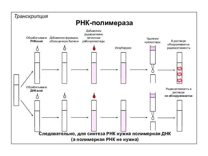 Транскрипция РНК-полимераза Добавляем фракцию, обогащенную белком Добавляем радиоактивно меченные рибонуклеотиды Инкубируем