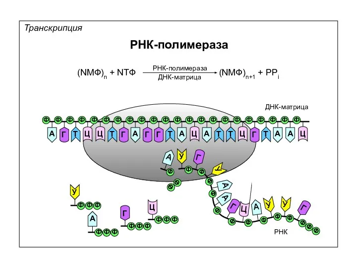 Транскрипция РНК-полимераза (NМФ)n + NТФ (NМФ)n+1 + PPi РНК-полимераза ДНК-матрица ДНК-матрица РНК