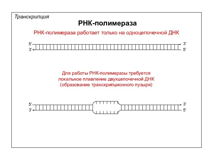 РНК-полимераза работает только на одноцепочечной ДНК Для работы РНК-полимеразы требуется локальное