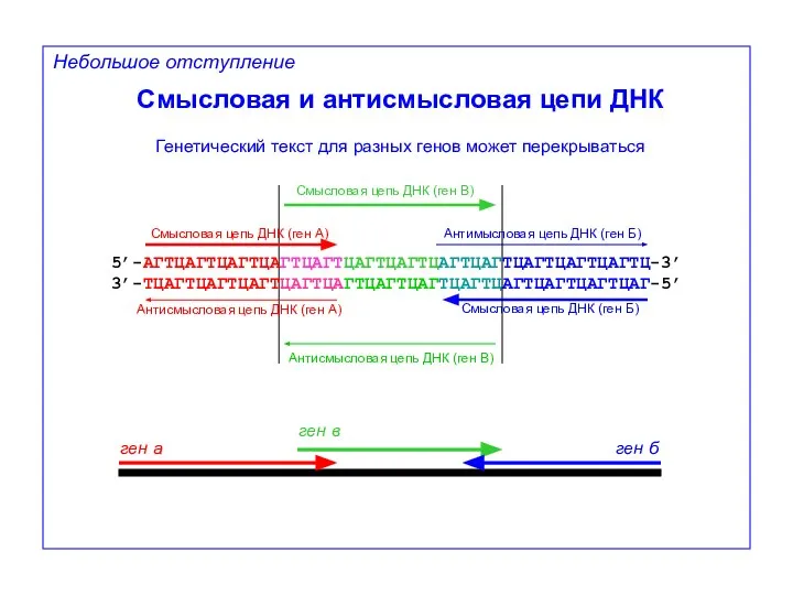 Антимысловая цепь ДНК (ген Б) Антисмысловая цепь ДНК (ген А) Небольшое