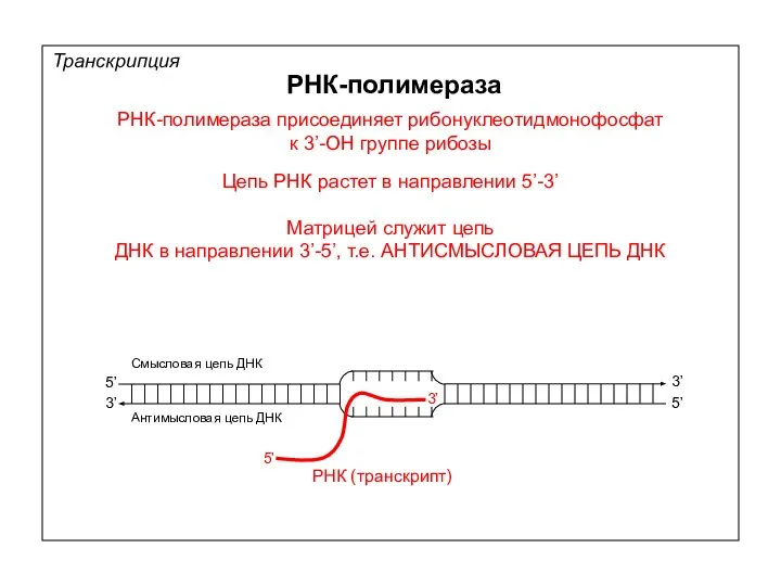 РНК-полимераза РНК-полимераза присоединяет рибонуклеотидмонофосфат к 3’-ОН группе рибозы Цепь РНК растет