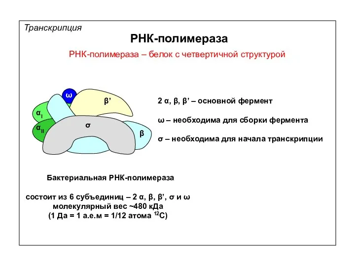 РНК-полимераза РНК-полимераза – белок с четвертичной структурой Транскрипция β β’ αI