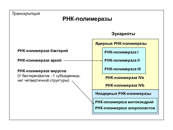 РНК-полимеразы Транскрипция Эукариоты РНК-полимераза бактерий РНК-полимераза I РНК-полимераза II РНК-полимераза III