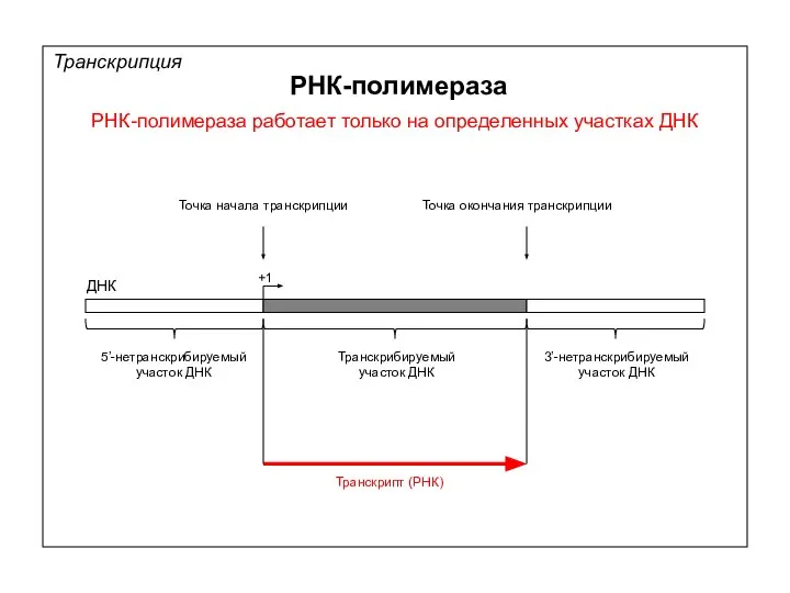 РНК-полимераза РНК-полимераза работает только на определенных участках ДНК Транскрипция ДНК 5’-нетранскрибируемый