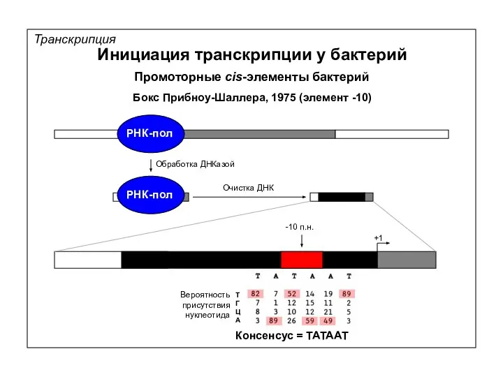 Транскрипция Инициация транскрипции у бактерий Промоторные cis-элементы бактерий +1 Бокс Прибноу-Шаллера,