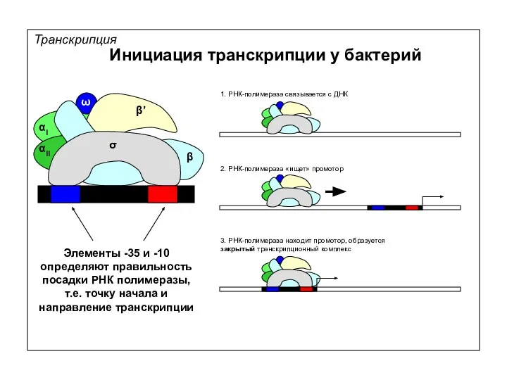 Транскрипция Инициация транскрипции у бактерий 1. РНК-полимераза связывается с ДНК 2.