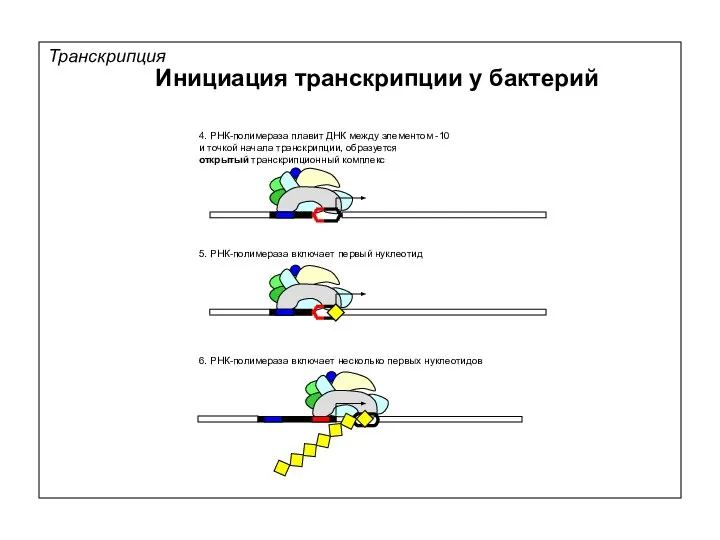 Транскрипция Инициация транскрипции у бактерий 6. РНК-полимераза включает несколько первых нуклеотидов