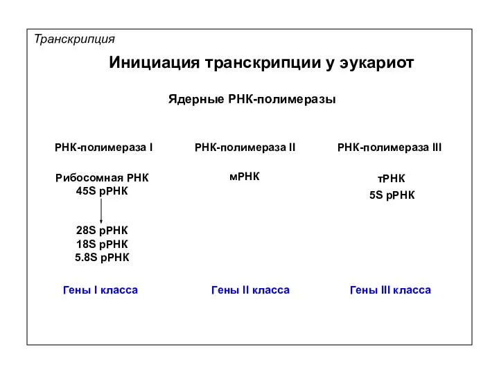 РНК-полимераза I РНК-полимераза II РНК-полимераза III Ядерные РНК-полимеразы Транскрипция Рибосомная РНК