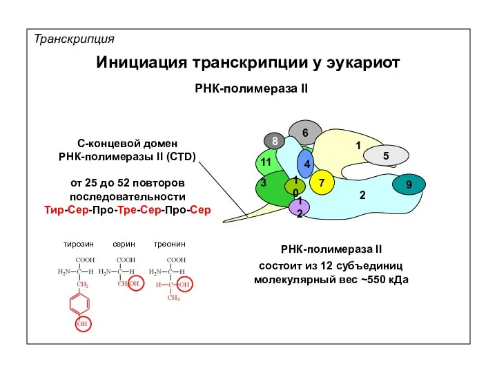 Транскрипция РНК-полимераза II С-концевой домен РНК-полимеразы II (CTD) РНК-полимераза II состоит