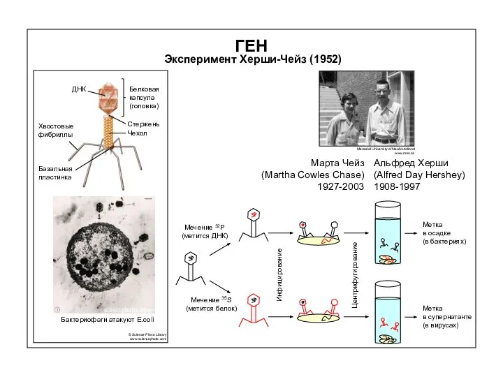 ГЕН Эксперимент Херши-Чейз (1952) Мечение 32P (метится ДНК) Мечение 35S (метится