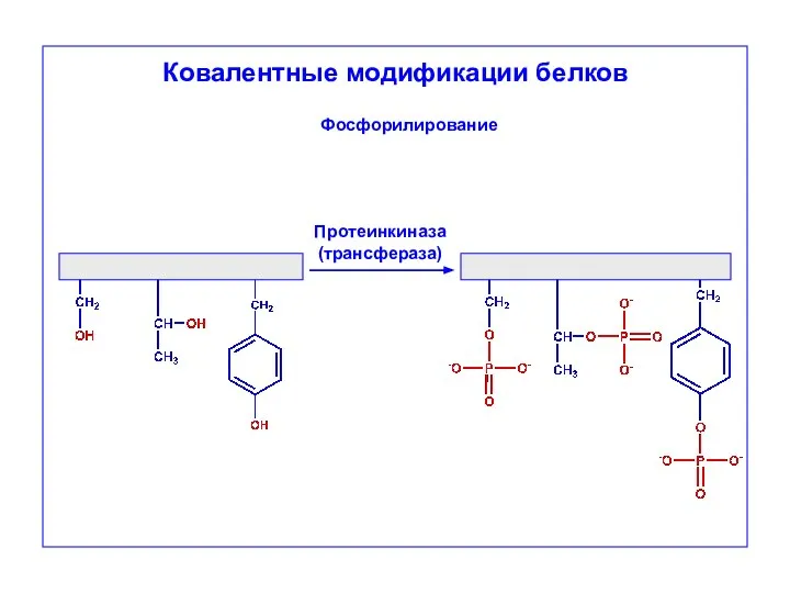 Ковалентные модификации белков Протеинкиназа (трансфераза) Фосфорилирование