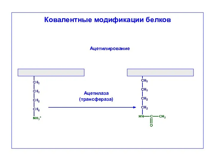 Ковалентные модификации белков Ацетилаза (трансфераза) Ацетилирование