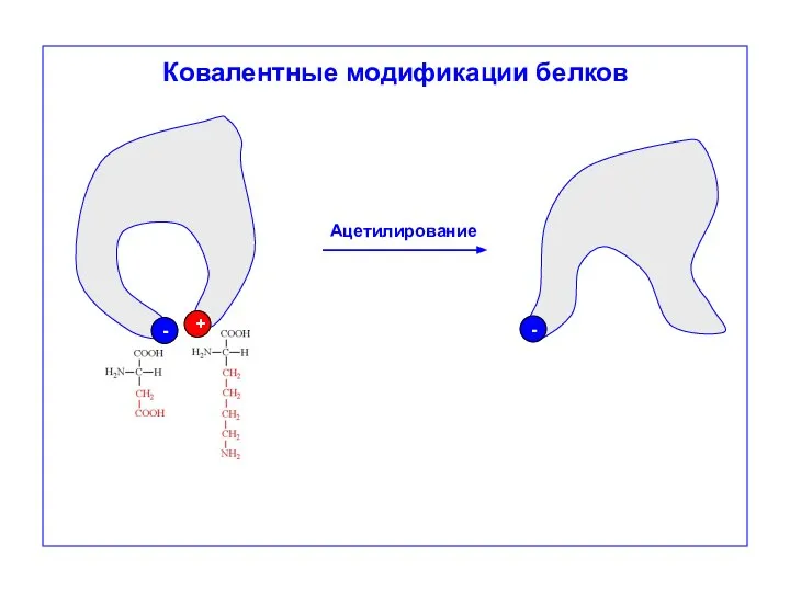 Ковалентные модификации белков - + - Ацетилирование